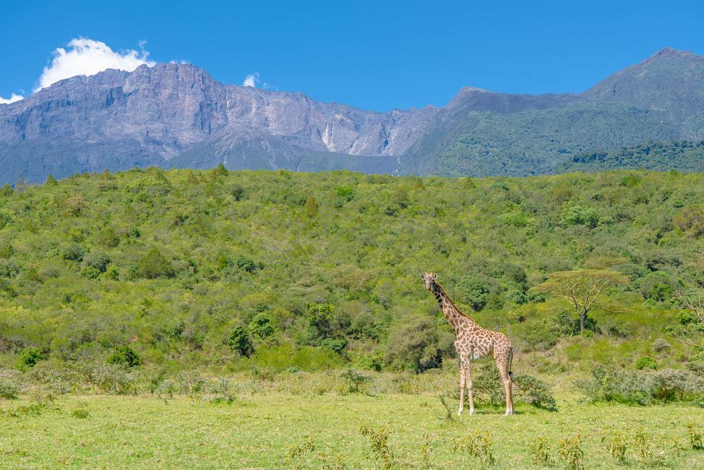 Вилла Hillside Retreat - Africa Amini Life Usa River Экстерьер фото