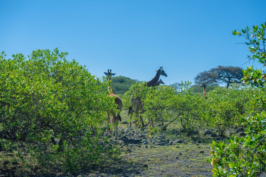 Вилла Hillside Retreat - Africa Amini Life Usa River Экстерьер фото